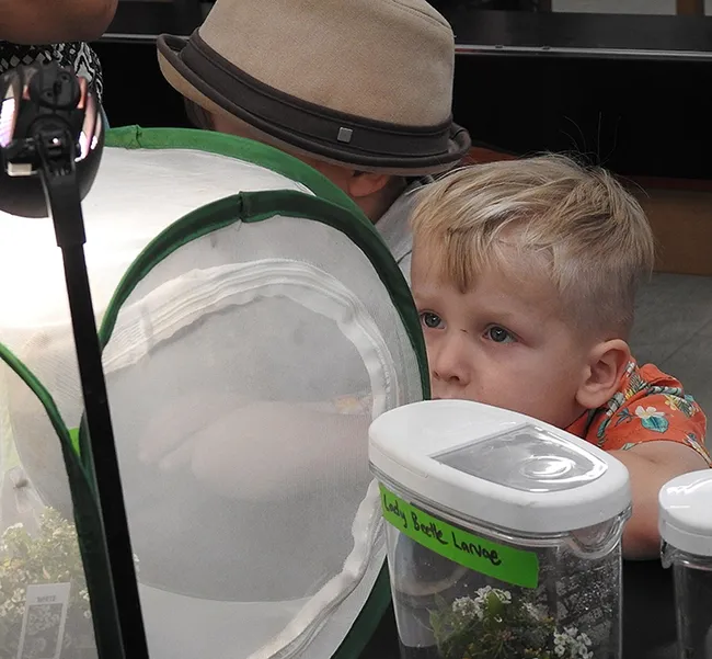 All the insects fascinated Connor Lemcke, 3, of Davis. "He loves bugs," said his mother, Coreen Lemke, a UC Davis alumna. (Photo by Kathy Keatley Garvey)