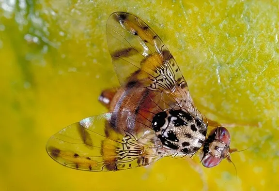 The Mediterranean Fruit Fly, aka medfly, will be one of the topics when UC Davis distinguished professor James R. Carey presents a seminar on May 25. (Photo by Jack Kelly Clark, UC Statewide Integrated Pest Management Program (UC IPM), UC Agriculture and Natural Resources)