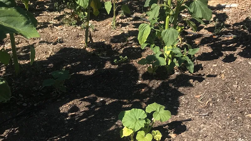 Sunflowers