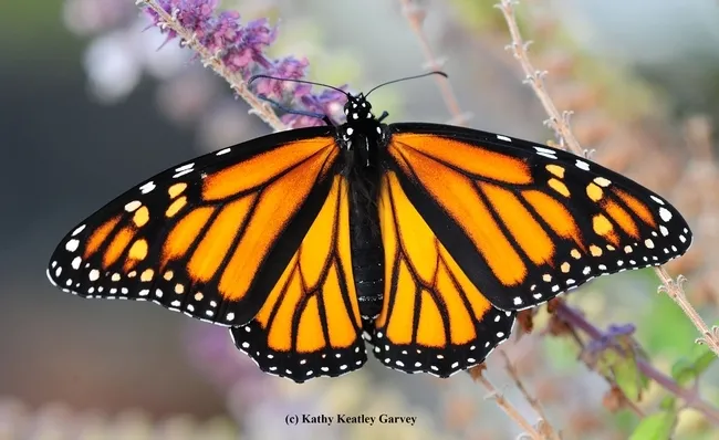 A female monarch butterfly spreads its wings. (Photo by Kathy Keatley Garvey)