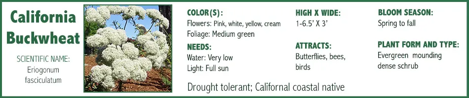 Cal Buckwheat