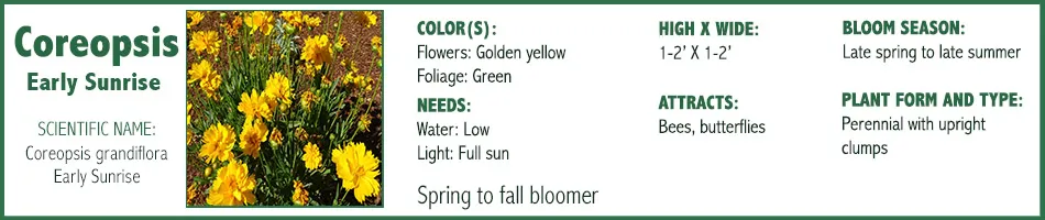 Coreopsis