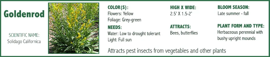 Goldenrod
