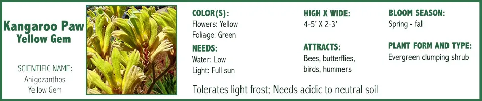 Kangaroo Paw Yellow