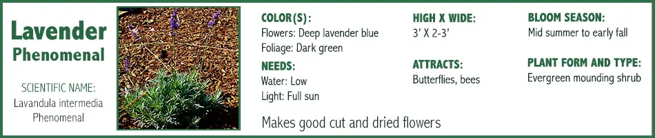 Lavender