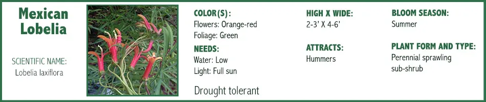 Mx Lobelia