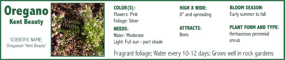 Oregano