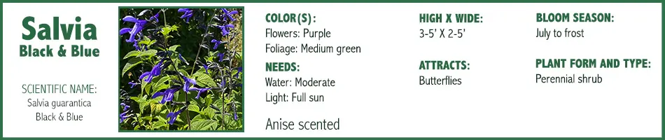 Salvia guarantica