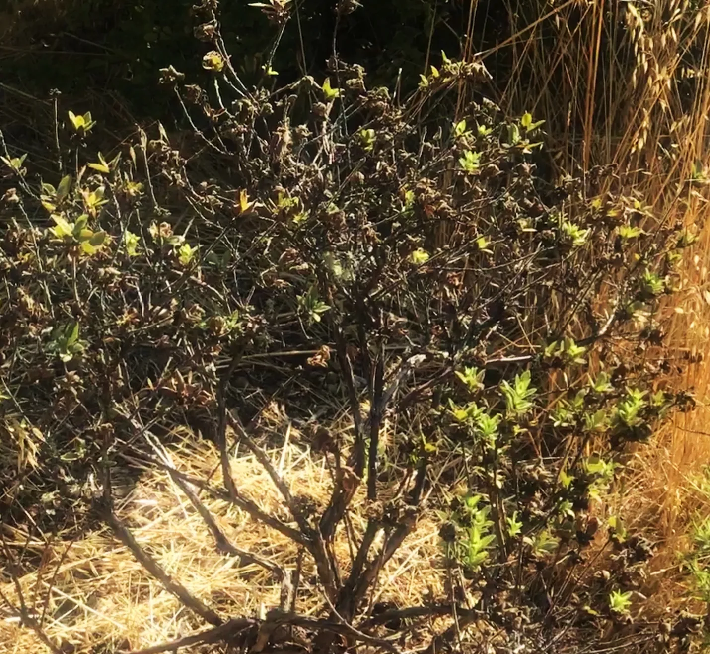 Honeyberry bush