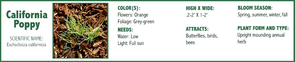 CA Poppy