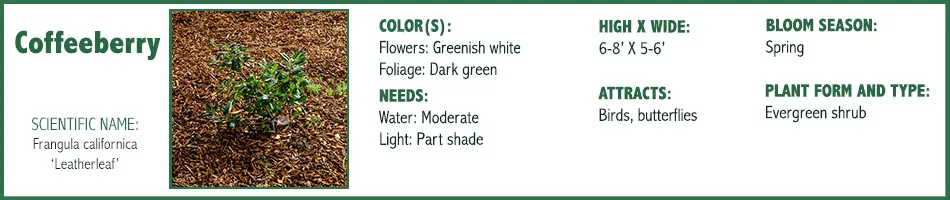 Coffeeberry