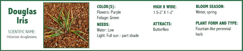 Douglas Iris