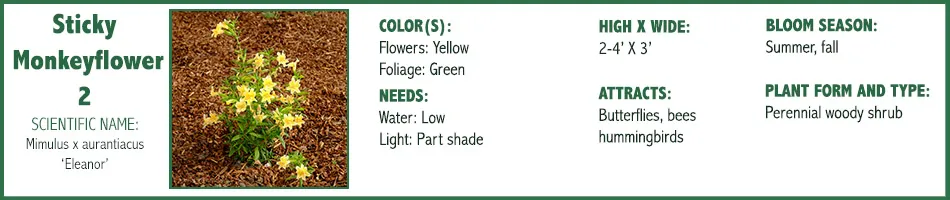 Monkeyflower 2