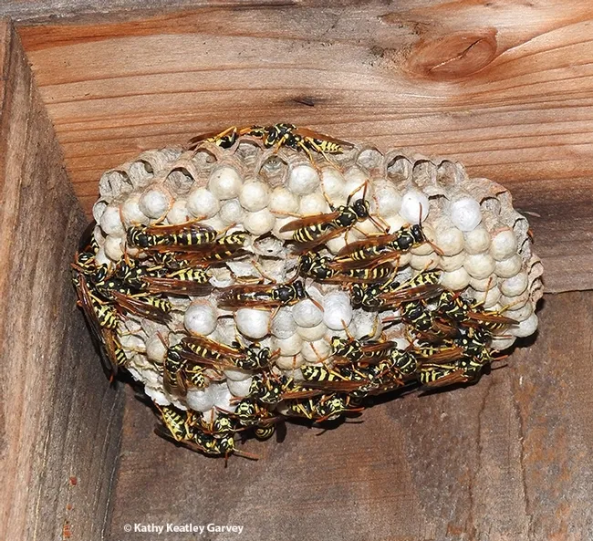 A European paper wasp nest in Vacaville, Calif. (Photo by Kathy Keatley Garvey)