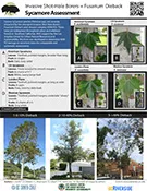 sycamoreassesmentsmall