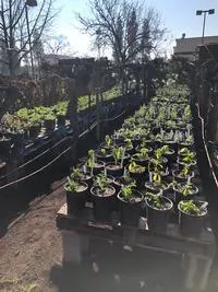small plants