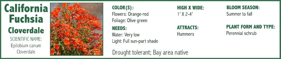 Cal Fuschia