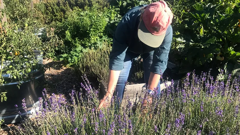 lavender