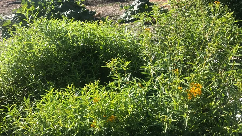 tarragon