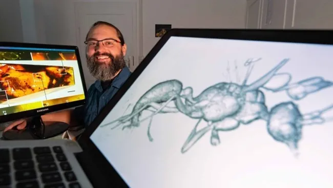 UC Davis doctoral alumnus Brendon Boudinot, an Alexander von Humboldt Research Fellow at the Institute of Zoology and Evolutionary Research at Friedrich Schiller University Jena, shows a 3D image of the newly discovered ant species named "Hereon" (foreground). On the screen, background, is the ant encased in Ethiopian amber. (Photo by Jens Meyer, University of Jena)