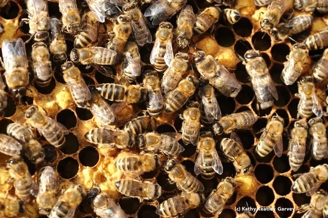 Close-up of honey bees in a spring colony. (Photo by Kathy Keatley Garvey)