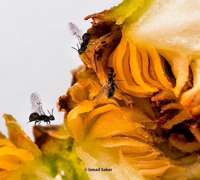 This image of fig wasps was among the spotlighted images at the Bohart Museum of Entomology's recent open house on wasps. (Photo by Dr. Ismail Seker, who captured this image in his native Turkey)