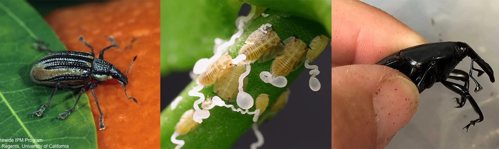 Exotic-Pests-Banner