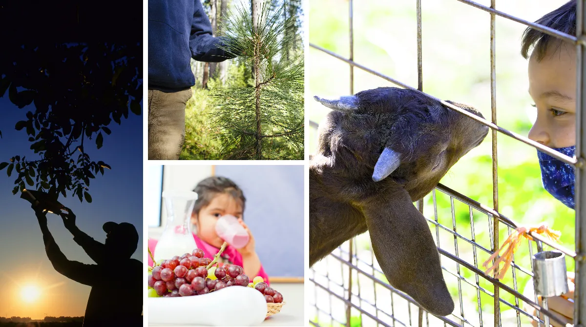 Forestry, youth development, food, nutrition, crops and pest management