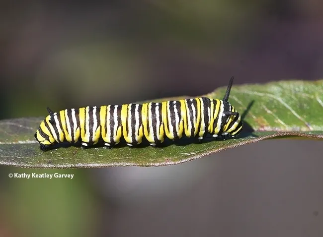 Close-up of a monarch caterpillar. (Photo by Kathy Keatley Garvey)
