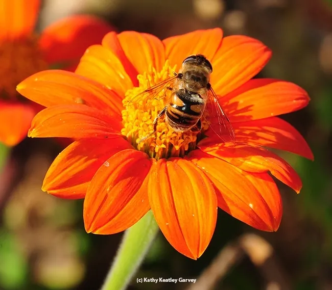 The drone fly, Eristalis tenax, is sometimes called an "H bee" for its distinguished "H" on its abdomen. (Photo by Kathy Keatley Garvey)