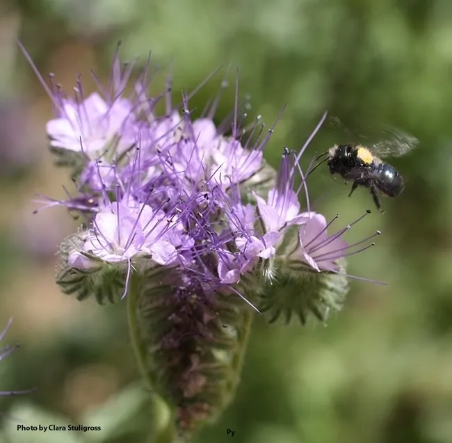 A blue orchard bee, Osmia lignaria, heads toward Phalacia. (Photo by Clara Stuligross)