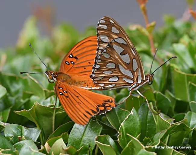 This entry accepted into the 2021 International Insect Salon features Gulf Fritillaries, Agraulis vanillae, and is titled "Keeping Busy." (Photo by Kathy Keatley Garvey)