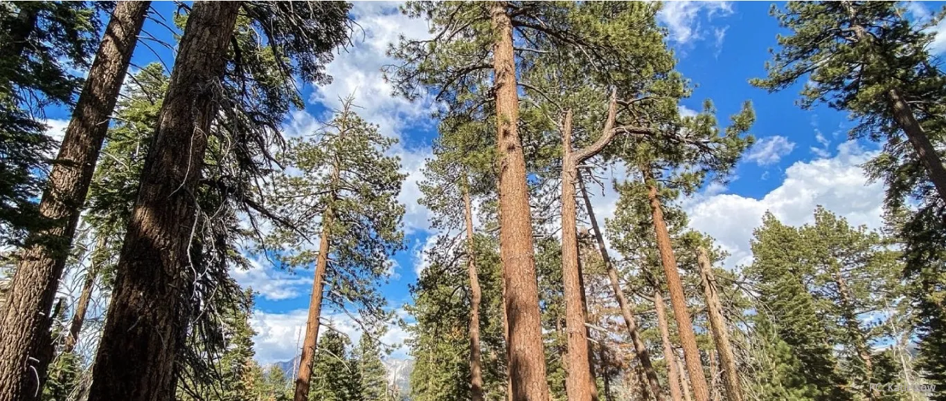 Sierra Nevada