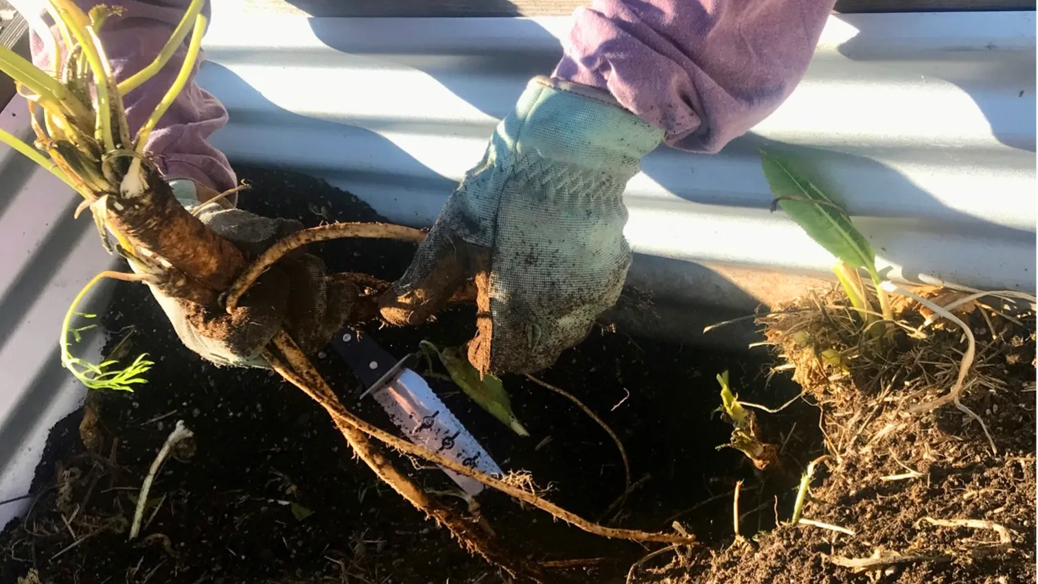 Horseradish root dug out