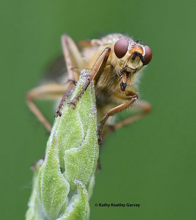 This image of a golden dung fly, titled "Checking You Out," scored the ESA Medal in the 2022 International Insect Salon. It was among images showcased at the ESA meeting in British Columbia. (Photo by Kathy Keatley Garvey)
