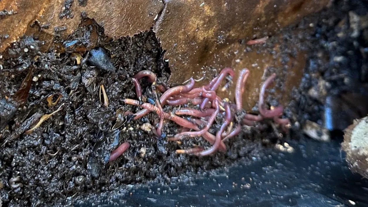 worms 1