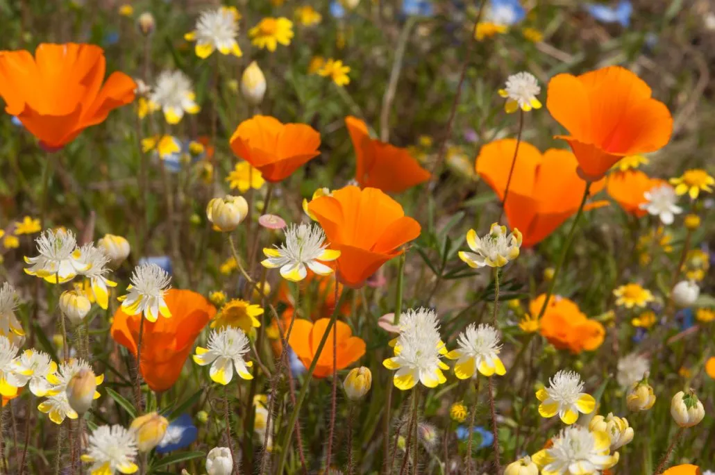 wildflower-mix-2021-01-1030x684