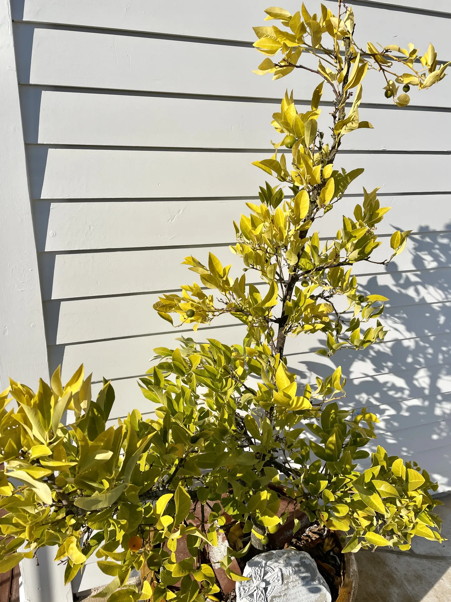 Watch leaves for signs of overwatering or coldness