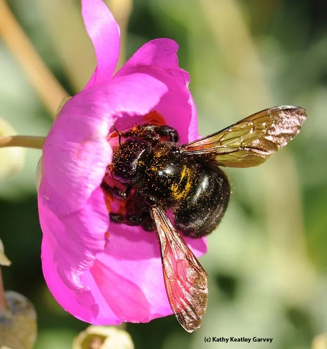 A female Valley carpenter bee, Xylocopa sonorina, on rock purslane. (Photo by Kathy Keatley Garvey)