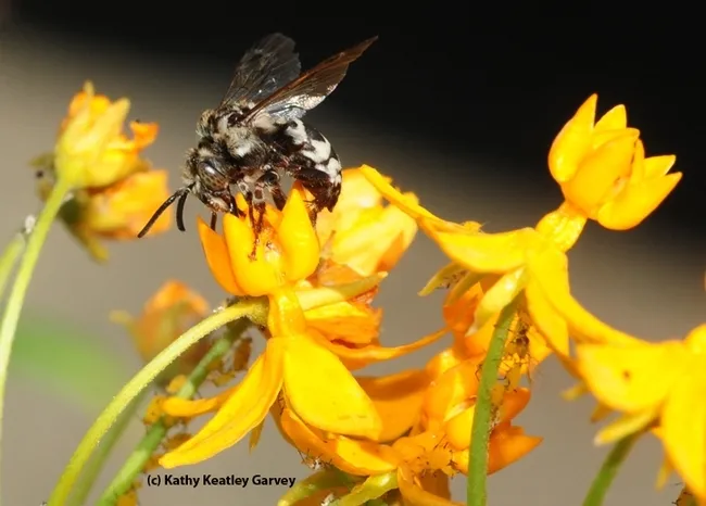 A cuckoo bee, Xeromelecta californica, sipping nectar from a tropical milkweed, Asclepias curassavica. (Photo by Kathy Keatley Garvey)