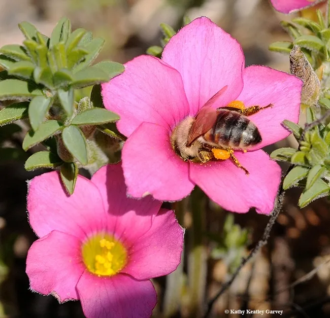 This honey bee is "in the pink"--foraging on a pink oxalis. (Photo by Kathy Keatley Garvey)