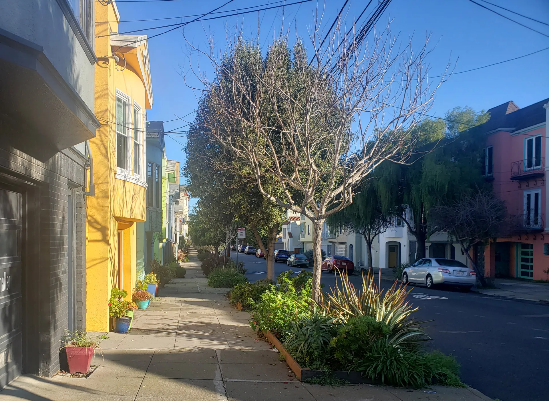 UrbanTrees_20230101_093923