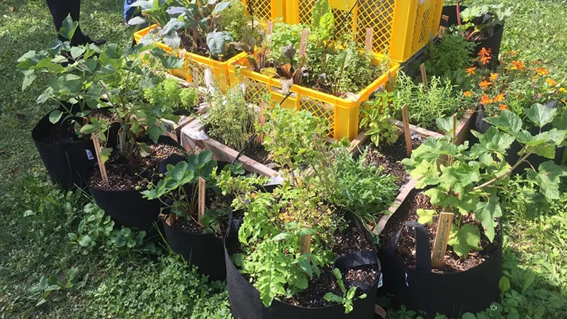 plants in grow bags
