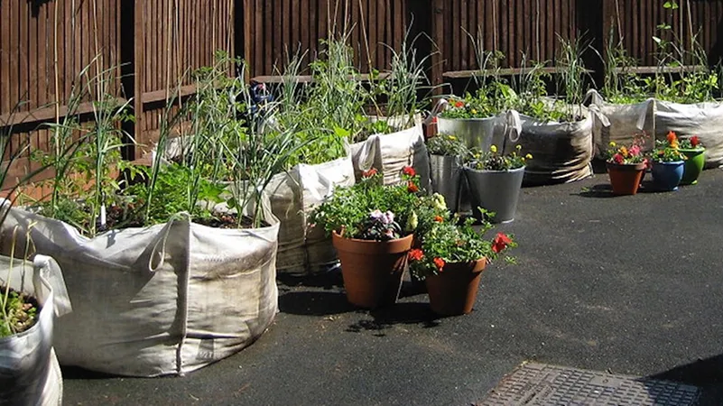 grow bags
