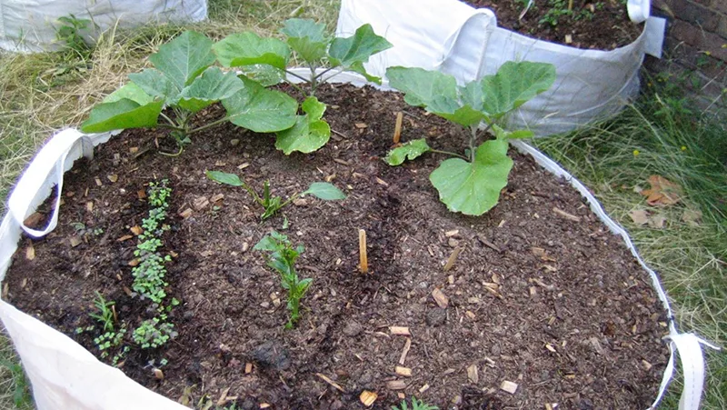 grow bag seedlings