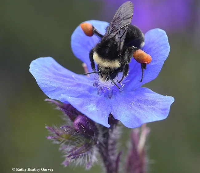A yellow-faced bumble bee, Bombus vosnesenskii, foraging on Italian Italian bugloss, Anchusa azurea. (Photo by Kathy Keatley Garvey)