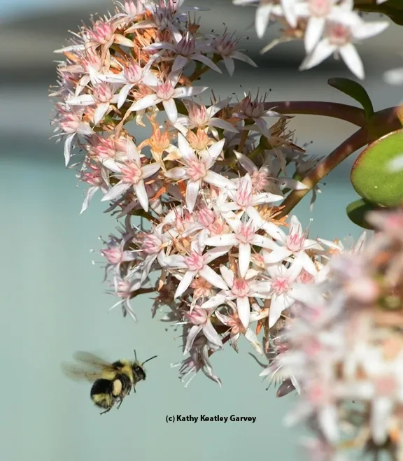 A black-tailed bumble bee, Bombus melanopygus, heading for a jade blossom. (Photo by Kathy Keatley Garvey)
