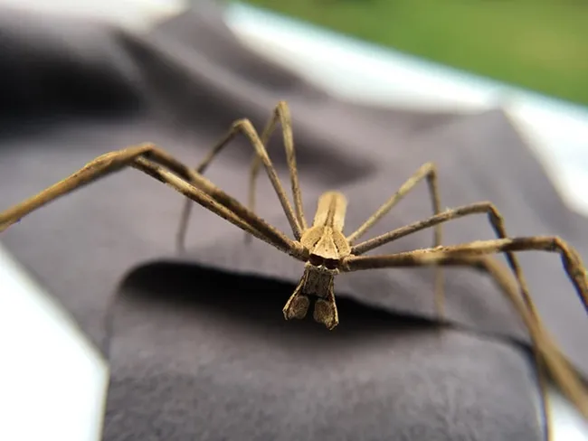 This is a net-casting spider that UC Davis postdoctoral scholar Lisa Chamberland studies. (Image courtesy of Lisa Chamberland)