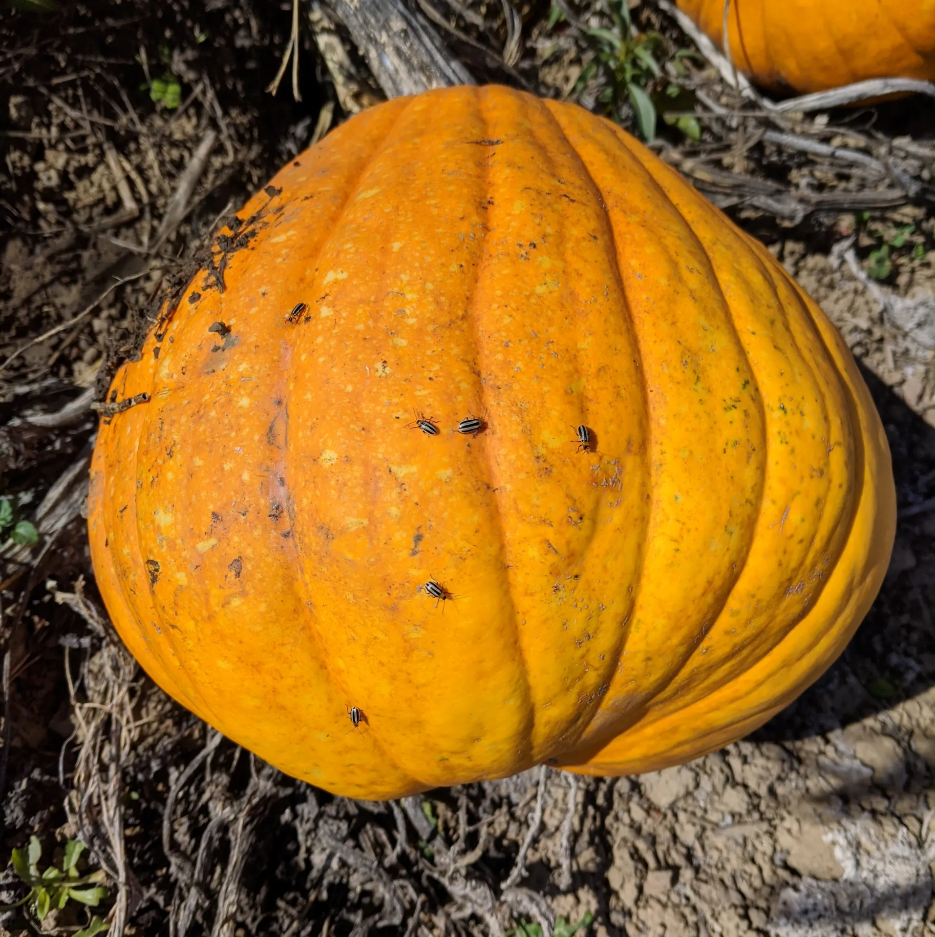 cbs on pumpkin