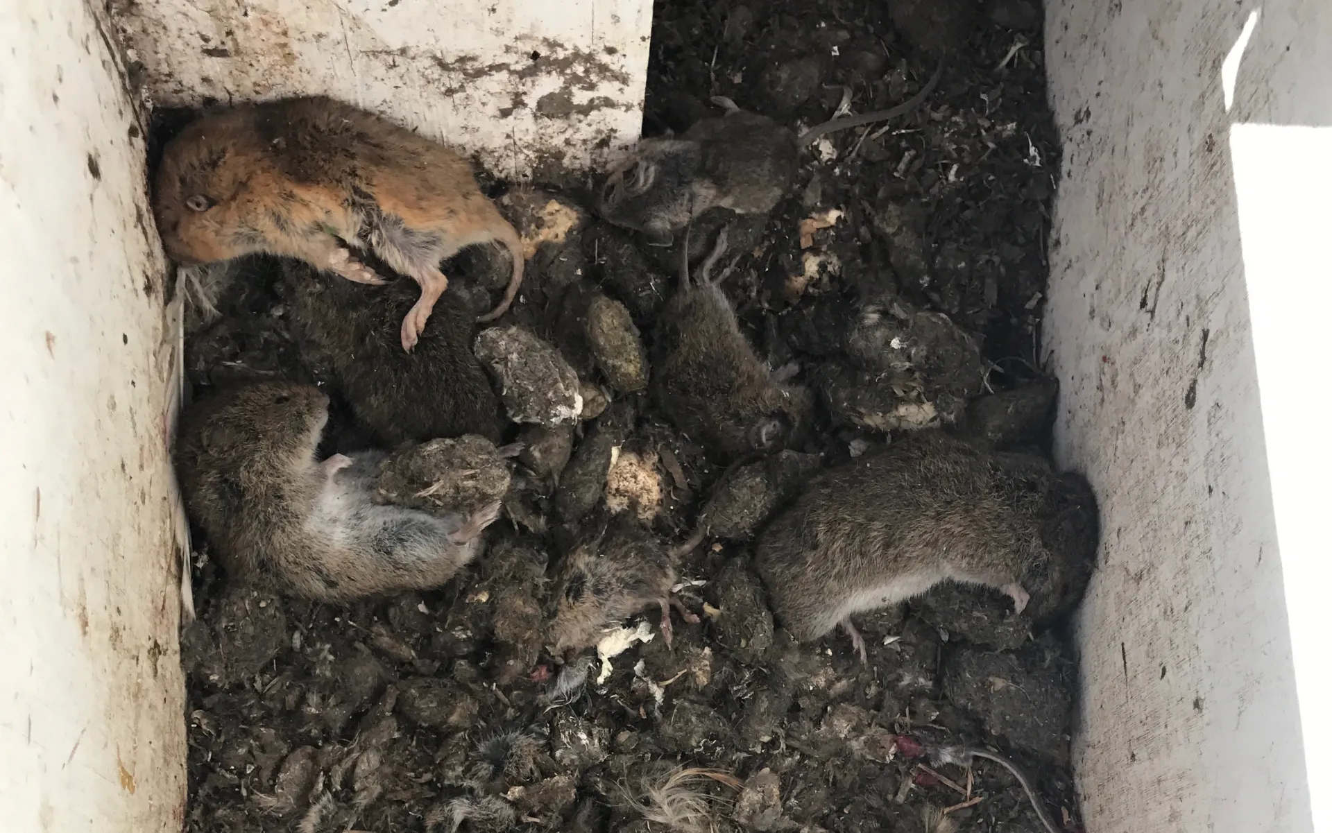 Inside nest box